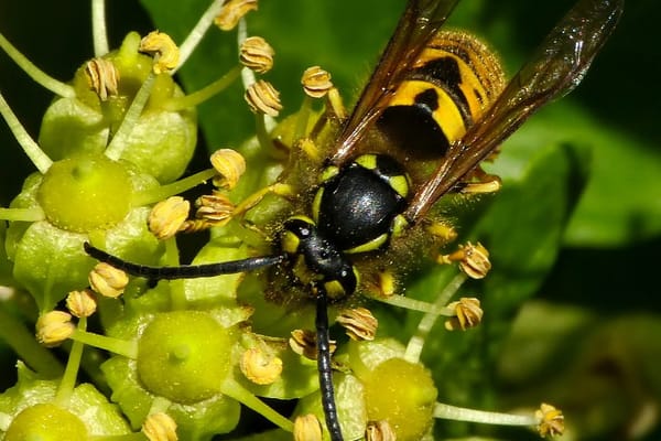 Why This Summer's Wasps Are Worse Than Usual (and What to Do When One Gets You)